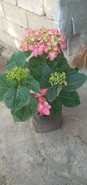 Bu hortenziya bitkisi iri, parlaq çəhrayı və açıq yaşıl rəngli