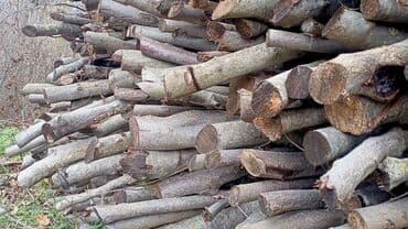 2 çi el: 1 Qazel Quru Fındiğ Odunu satılır. Fikri ciddi — 4