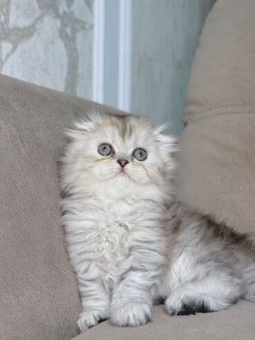 шиншилла кошка цена: Шиншилла, Самка — 5