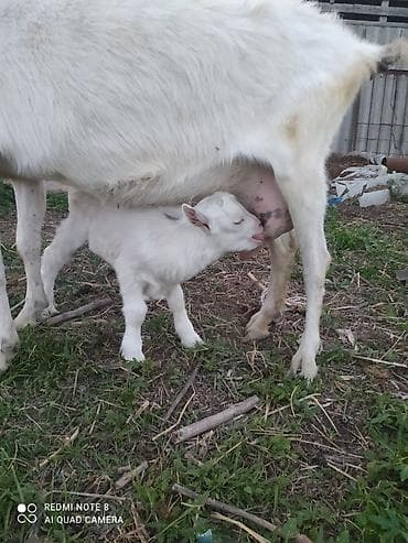bala haski: Sanen Südlük keçi – bala ilə birlikdə - Cins: ağ südlük keçi Saanen — 9