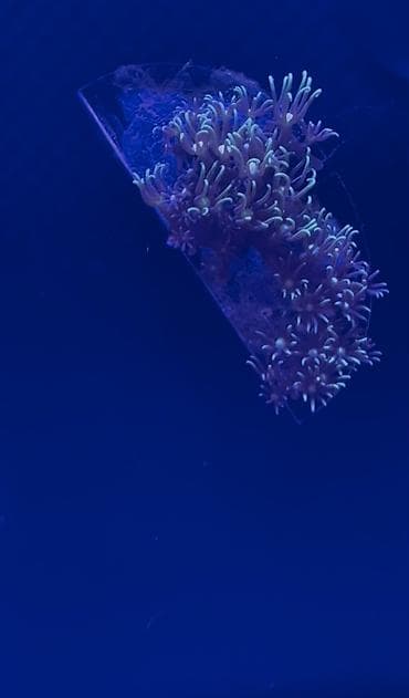 akva ayaqabılar: Hazir okean akvariumu satilir icinde dashi qumu 3 ilbizi musherom — 8