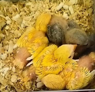 afcarka it adlari: El besleme nerazluçnik balalar var isteyen buyursun qiymət birinə — 2