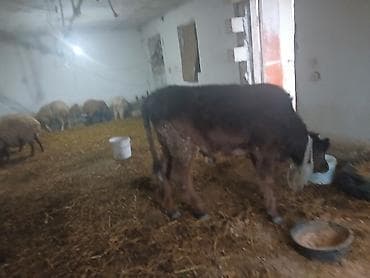 Mazda: Diși göbəkli 7ayLlq disi danadlr. dananln anaslvə anaslnln anaslda — 7