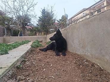 Heyvanlar üçün mallar: Alman çoban iti, Erkek — 5