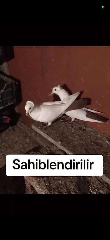 Göyərçinlər: Sahibləndirilir – Bərdədə yerləşir cütdüler Ağ kekkili qirmizi quyruq — 6