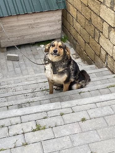 atım qurğu: İt oz itimdi cox akdiv itdir peyvendi vaxdi vaxdinda vurulur qiymet — 4