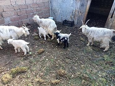 heyvanlar keci: Salam.Bu gördüyünüz heyvanlar dostumdadır.sarılır. 2tane iki balalı 1i — 3