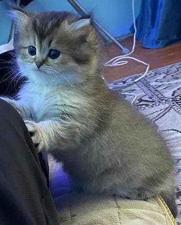 pişik sumkası: Şotland — 5