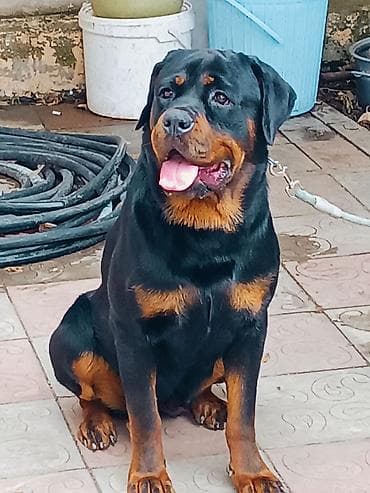 Rotveyler, 9 ay, Dişi, Peyvəndli, Ünvandan götürmə