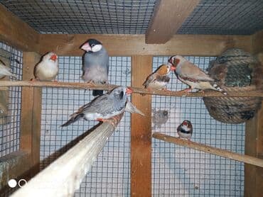 ördək ətinin qiyməti: Amadinlər Satış zebravıy sadə amadinlər benqal amadini risovka risoviy — 2