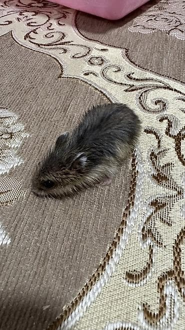 kirpi ne yeyir: Cırtdan hamsterlər – ev heyvanı Məhsul təsviri: - Kiçik ölçülü — 8