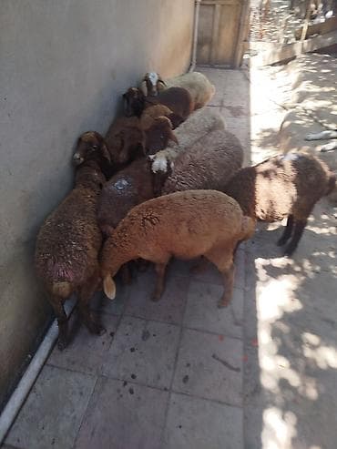 Qoyun sürüsü satılır 11 quzudu 7 dişi 4 erkek qiymet sondu - Növ lalafo.az -da Qoyun sürüsü satılır 11 quzudu 7 dişi 4 erkek qiymet sondu - Növ