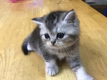 Britan lalafo.az -da Britan