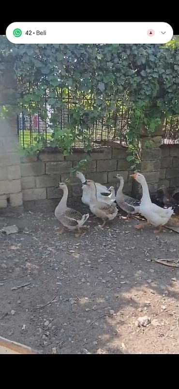 quş: Satlıq qazlar. Linda qazları 5denedir — 3