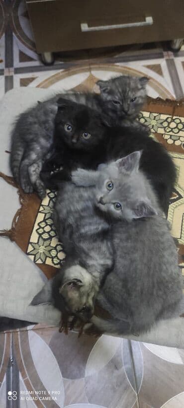 купить сибирского котёнка: Шотландская, Самец, Самка — 6