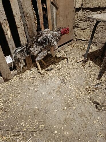 pulsuz verilir: Xoruz, il: 1 — 3