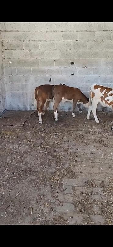 cins toyuqlarin satisi: Satılır: 3 baş dana - Cins: qarışıq südlük-ətlik tip (qırmızı-ağ — 5