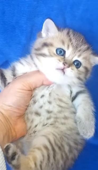 pişik ucun daraq: Britan, Erkək, Yaxşı əllərə, Ünvandan götürmə — 3