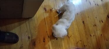 Gəmiricilər: - Kiçik ölçülü, ağ tüklü it (oyuncaq/mini ölçülü) - Yumşaq — 1