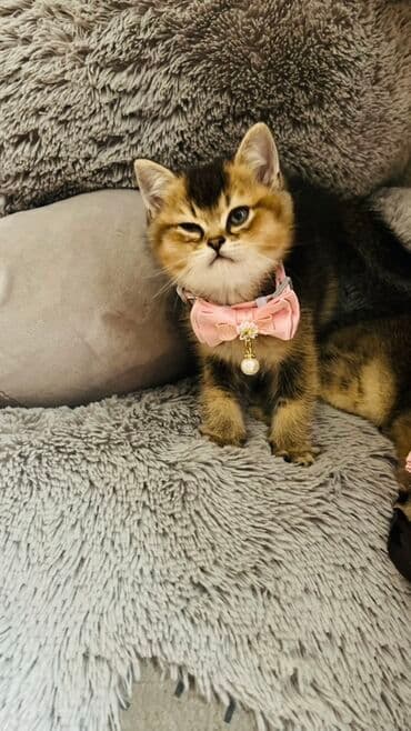 pişik latok: Şinşilla, Dişi — 9