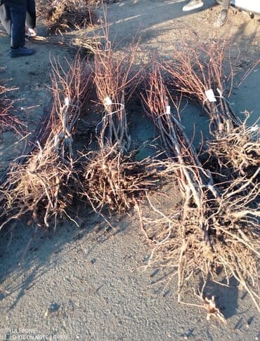 zeytun satilir: Sağlam meyvə tinglərin satişi çatdırılma pulsuz — 8