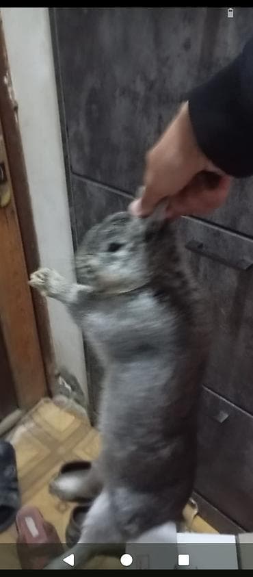 tutuqusu yemi: Boz rəngli ev dovşanı - Növ: Ev dovşanı (boz–gümüşü tüklü) - — 4