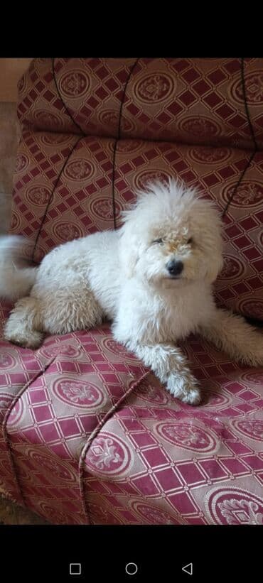 джек рассел терьер: Пудель — 1