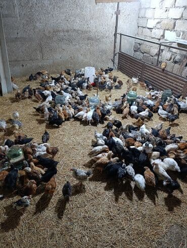 kent cüceleri: Toyuq cücələri, Damazlıq, Ödənişli çatdırılma — 5