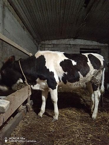 Qaramal – qara-ağ rəngli, sağlam bədən quruluşlu - Növ: inək/cavan — 7