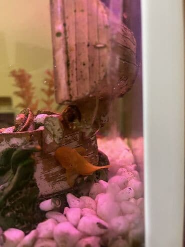 Грызуны: Akvaryum komplekti İçində 2 ədəd pilesos balıqla birlikdə satılır — 7