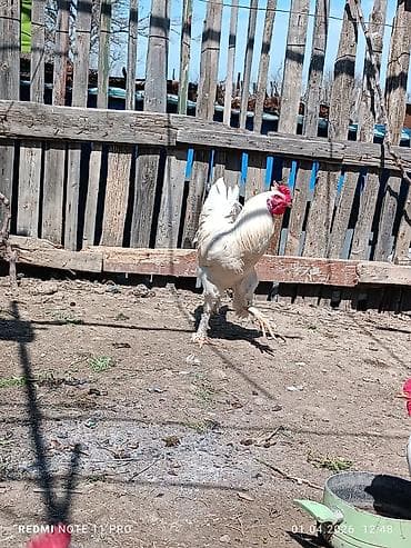 mayali yumurta satisi: 10 aylig sağlam və aktiv xoruzddu Sağlamdır öz heyətin gusudur Qiyməti — 2