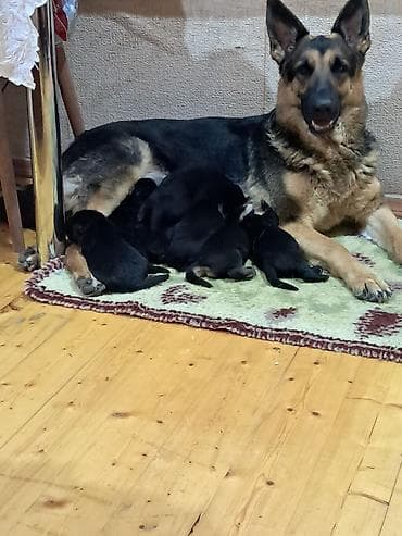 İtlər: Alman çoban iti, 1 ay, Erkek, Ünvandan götürmə — 5