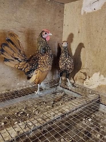 zvanok itler satisi: Təmiz qan cavan saglam.Cutu 60 m.Baki və bəzi bolgələrə gondərmək — 2