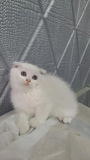 Akvariumlar: Şotland uzun tüklü — 4