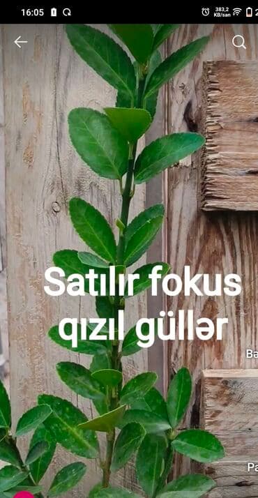 etirsah bitkisi: Fokus qızıl güllər – dekorativ bağ gülləri - Növ: Fokus (rəng — 1