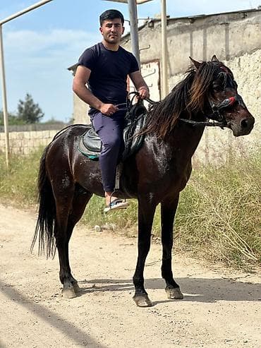 ev iti satisi: Erkək, il: 7, Ünvandan götürmə — 3