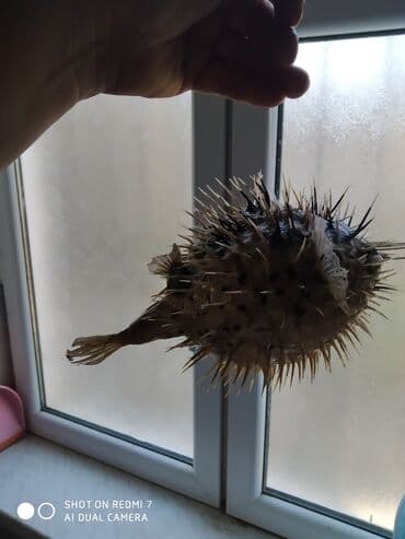 Şamdanlar: Рыба -еж рыба-шар чучело в наличии 2 шт — 6