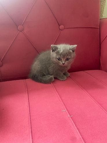 sirin heyvan adlari: Boz rəngli balaca pişiklər – tüklü, yumşaq və çox mehriban Təsvir: - — 4