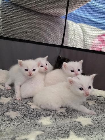 fars pisiyi: Şotland yastı qulaq, Dişi — 4