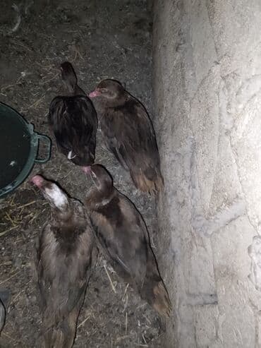 quş yuvaları: Dişi, | Lal ördək, Ətlik — 4