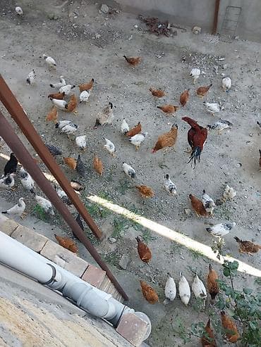 et satisi: Kent colpalarinin satisi Damazliq ve yemek ucun qiymeti 7,8,9 azn — 1