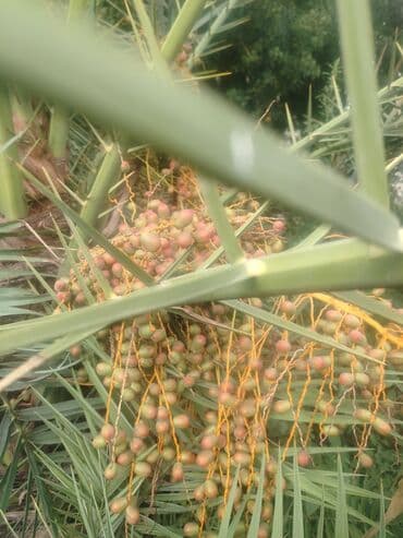 evkalipt ağacı satilir: Ağaclar — 3