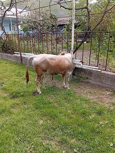 simental inek qiymeti: 7 aylıq erkək dana satıram 90 nan kox əti var sağlam yiyimgil maldı — 2