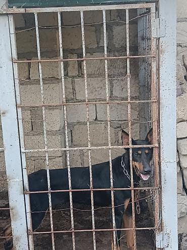 itlərin təlimi: Doberman, 11 ay, Dişi — 2