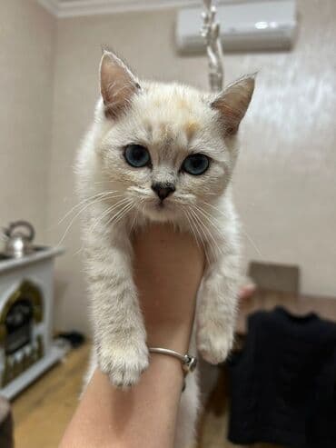 pişik yemleri: Şinşilla, Erkək, Dişi, Ünvandan götürmə, Ödənişli çatdırılma — 1