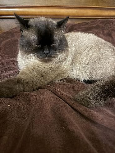 sahiblenme: Erkək, Yaxşı əllərə, Ödənişli çatdırılma — 3