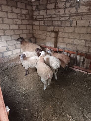 Quzu: Erkək, il: 8, Ətlik — 4