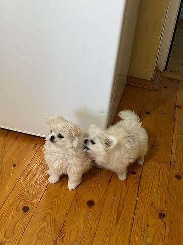 itlerin cutlesdirilmesi: Pekines, 1 ay, Dişi, Peyvəndli, Ödənişli çatdırılma — 2