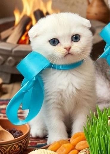 pişiy çantası: Britan — 4