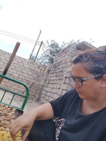 əncir qurusu: Pirşaĝı quru enciri. Yayda Pirşaĝıda quruduruq. Kohne sovet krovatinda — 8